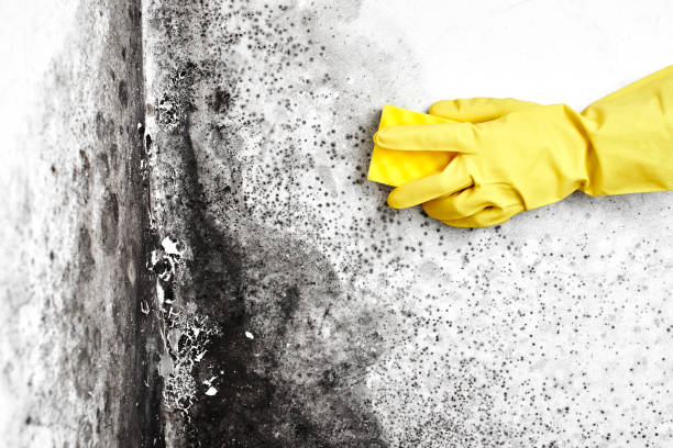 Mold Remediation for Rental Properties in Hacienda Heights, CA